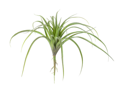 Green Air Plant Large